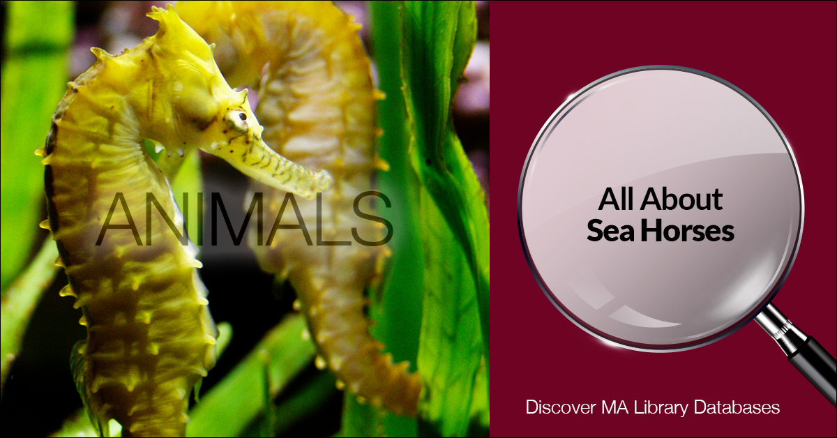 Massachusetts Library Databases Logo with image of seahorse