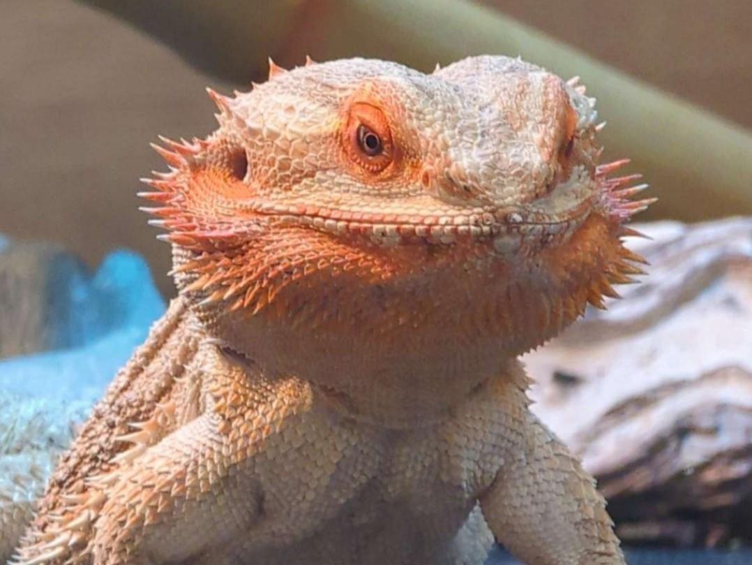 Atlas, a beared dragon, stands tall and looks out of his enclosure. He has brightly colored orange scales about his face.